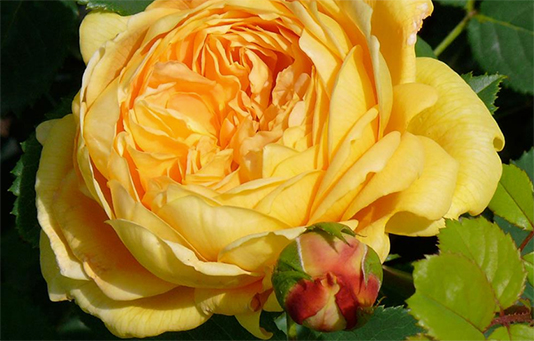 The Swiss Solidarity rose, a gift from renowned rose breeder Richard Huber to mark our 60th anniversary.